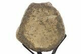 Polished Fossil Mosasaur Vertebra w/ Metal Stand - Texas #335049-4